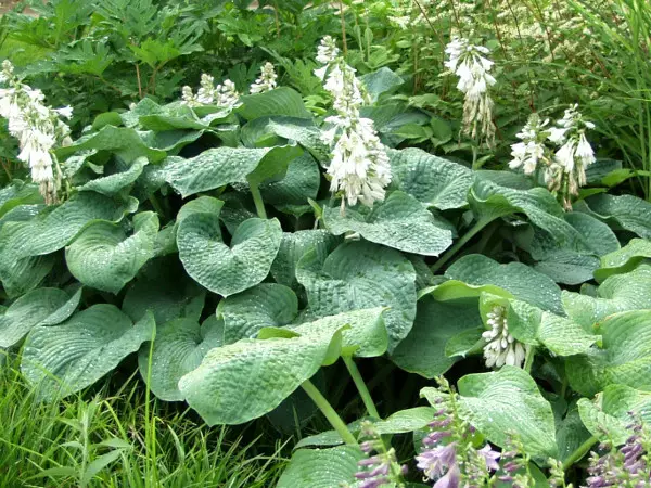 Sinikuunlilja Elegans - Perennat - 6417481270671 - 1