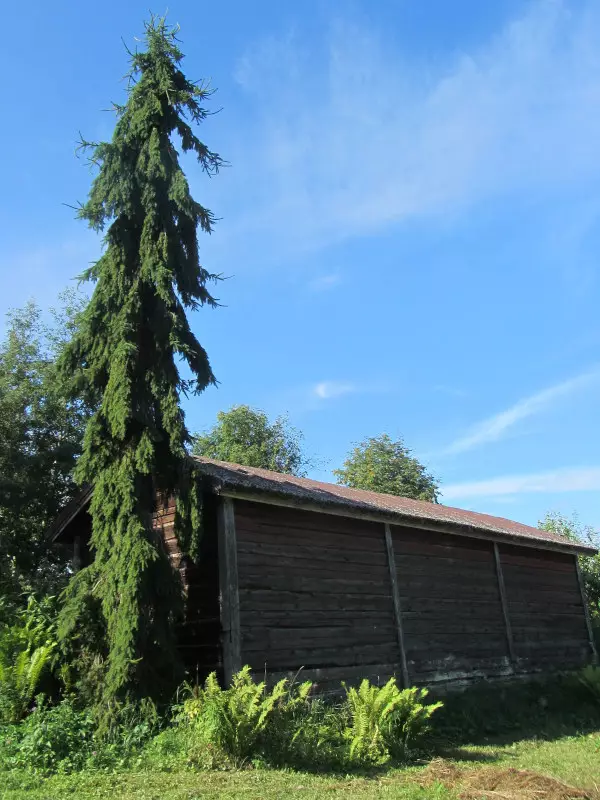 Surukuusi - Kuuset - AB10010011991 - 1