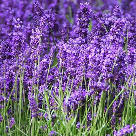 Tähkälaventeli Hidcote - Perennat - 6430019382981 - 1