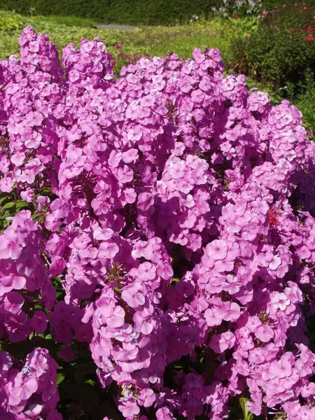 Täpläleimu Alpha - Perennat - 6417481277151 - 1