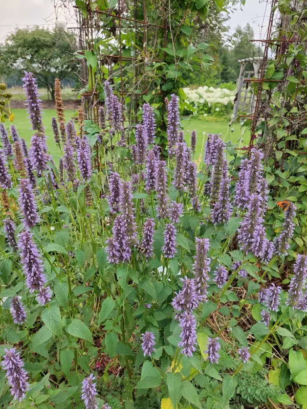 Tarhaiiso Black Adder - Perennat - 6430074592851 - 1