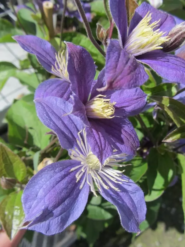 Tarhakellokärhö Arabella - Clematikset - 3944514589521 - 1