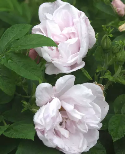 Tarhakurtturuusu Snow Pavement - Pensasruusut - 3940564056471 - 1