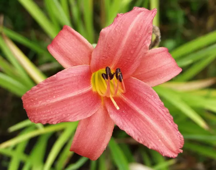 Tarhapäivänlilja Pink Damask - Perennat - 6417481276581 - 1
