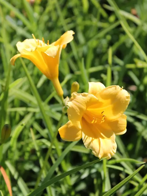 Tarhapäivänlilja Stella de Oro - Perennat - 6417481276321 - 1