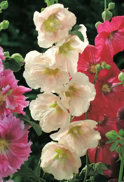 Tarhasalkoruusu Simplex - Perennat - 6417481280441 - 1