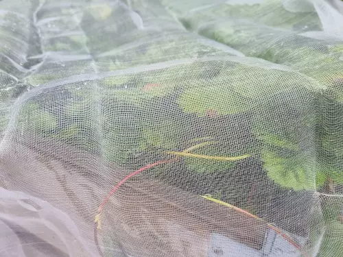 Tuhohyönteisverkko kasvimaalle - Kasvinsuojaus - 6430040629611 - 1