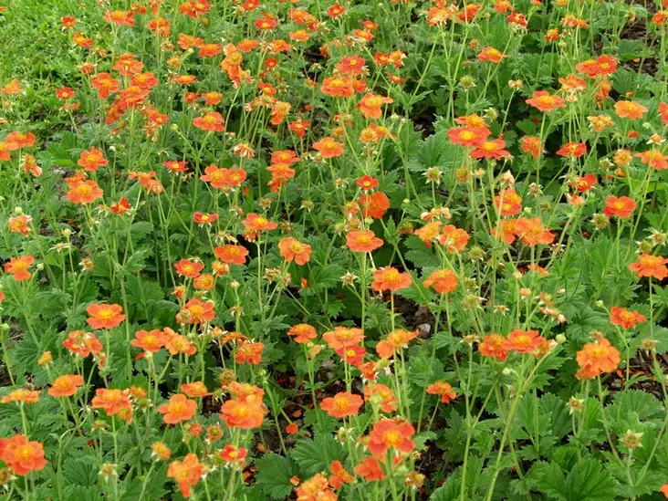 Tulikellukka Borisii/ Tosai Orange - Perennat - 6430019380901 - 1