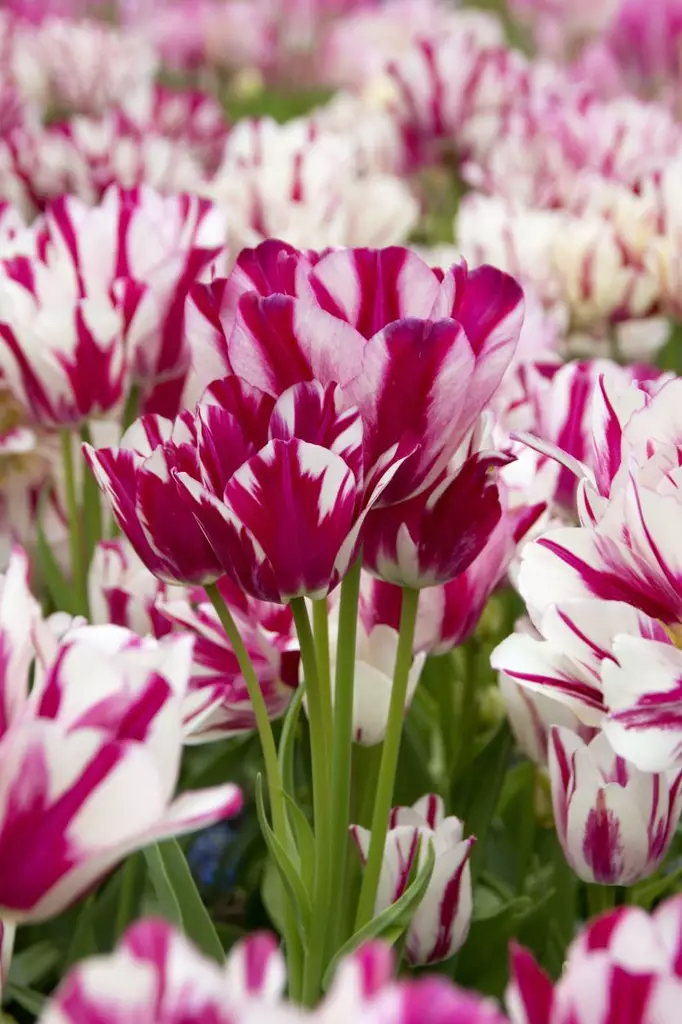 Tulppaani `Candy Club` - Tulppaanit - AB10010011871 - 1