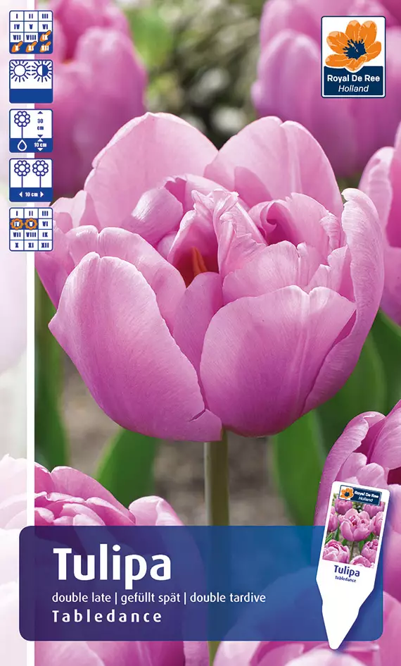 Tulppaani `Tabledance` - Tulppaanit - AB10010011031 - 2