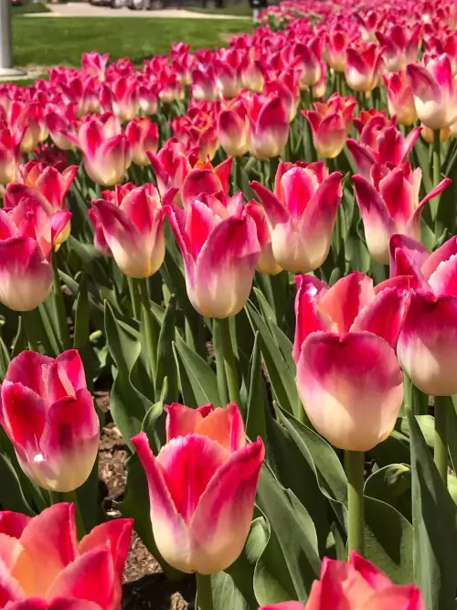 Tulppaani `Whispering Dream` - Tulppaanit - AB10010011861 - 1