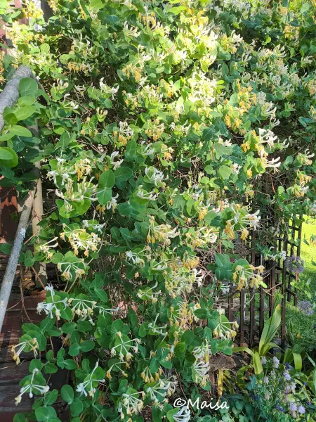 Tuoksuköynnöskuusama - Muut köynnökset - 3940535263761 - 1