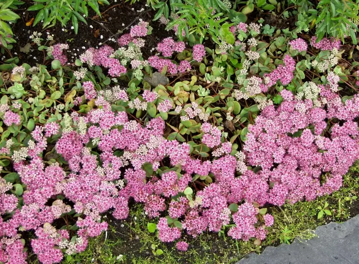 Turkestaninmaksaruoho - Perennat - 6430019381991 - 1