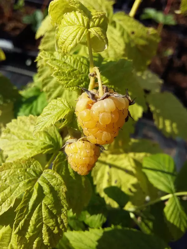 Vadelma Fallgold - Vadelmat - 3940535387511 - 1