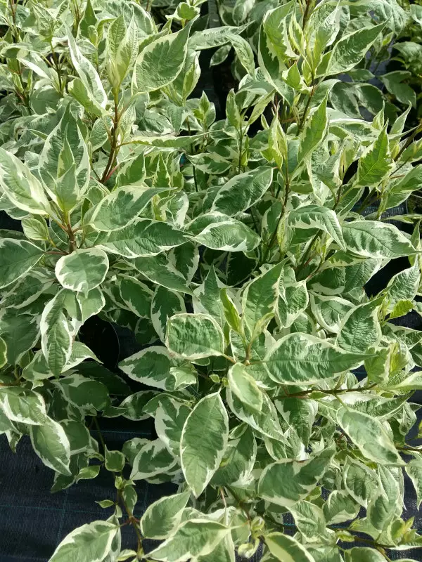 Valkokirjokanukka IVORY HALO - Astiataimet - AB10010010711 - 1