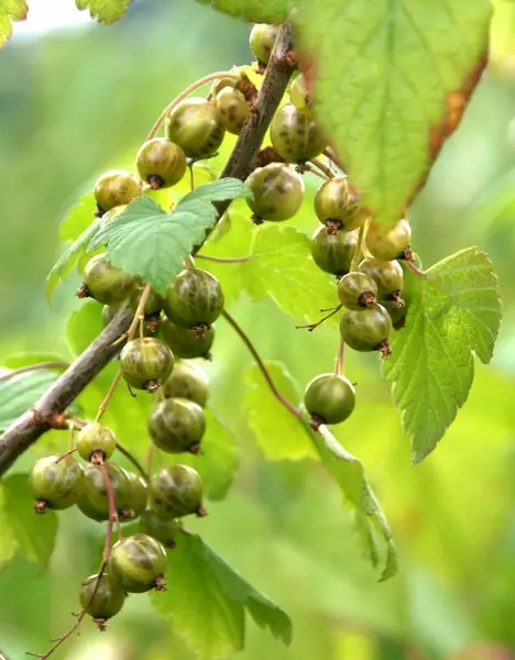 Viherherukka Vilma FinE® - Herukat - 3940535362051 - 1