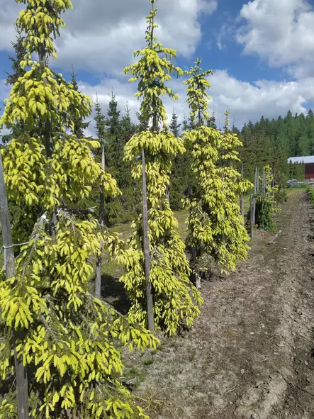 Kultasurukuusi Haapasten Kulta 80-100 - Kuuset - AB10010011082 - 1