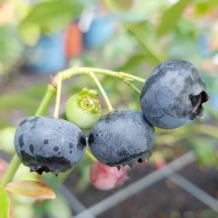 Aaronmustikka Bluecrop - Mustikat - AB10010012262 - 1