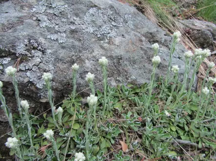 Ahokissankäpälä - Perennat - 6420613696072 - 1