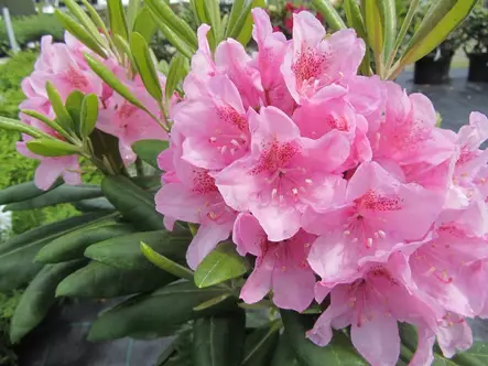 Alppiruusu Helsinki University 30-40 - Alppiruusut - 3940526086362 - 1