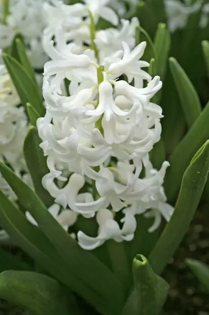 Hyasintti `Carnegie` - Muut - AB10010012352 - 1