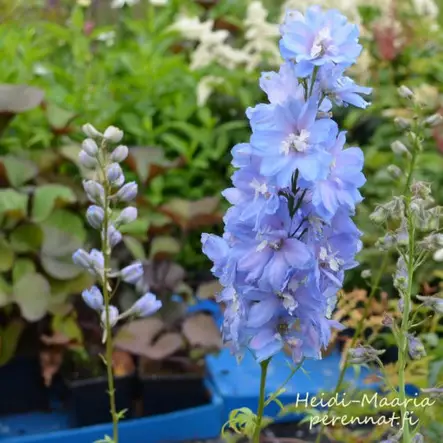 Jaloritarinkannus Sky Blue - Perennat - AB10010010752 - 1