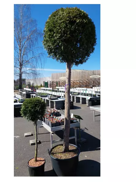 Kartiotuija Brabant runko - Tuijat - AB10010012382 - 1