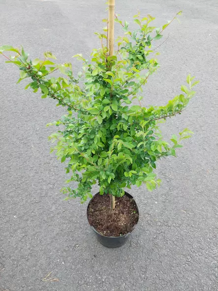 Kiinanjalava - Lehtipuut - AB10010011342 - 1