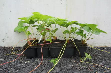 Mansikka Frida 10 kpl kenno - Mansikat - AB10010011692 - 1