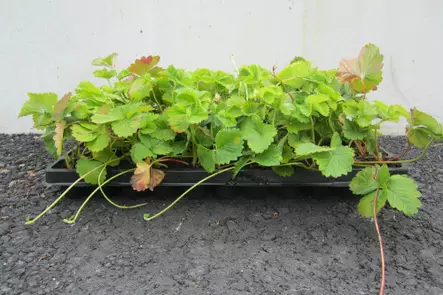 Mansikka Polka LTK 66 kpl - Mansikat - AB10010011892 - 1