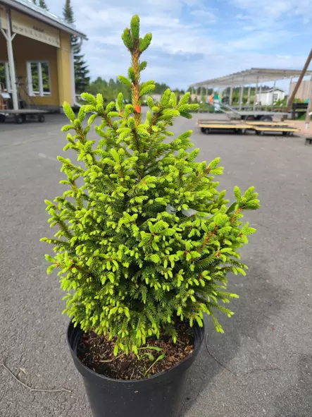 Minikuusi Peukaloinen - Kuuset - AB10010012392 - 1