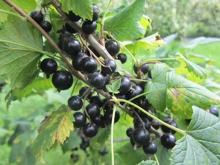 Mustaherukka Marski FinE® - Herukat - 3940944599802 - 1