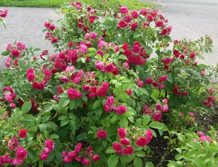 Neilikkaruusu F.J.Grootendorst - Pensasruusut - 3940564044102 - 1