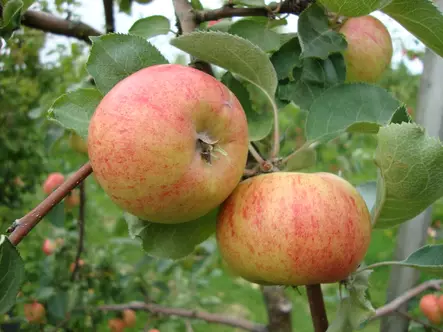 Omenapuu Eppulainen 150-200 - Omenapuut - 3940534057132 - 1