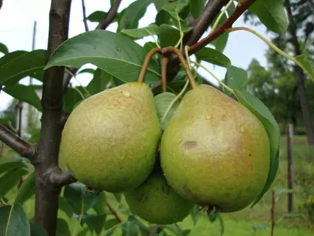 Päärynä Vekovaja 150-200 - Päärynät - AB10010010482 - 1