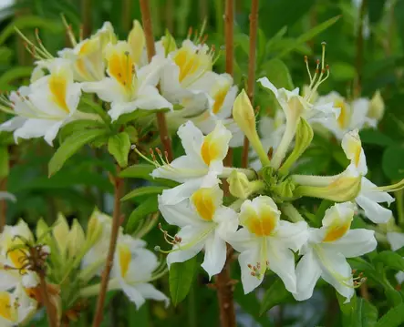 Puistoatsalea Illusia FinE® - Atsaleat - 3941133490412 - 1