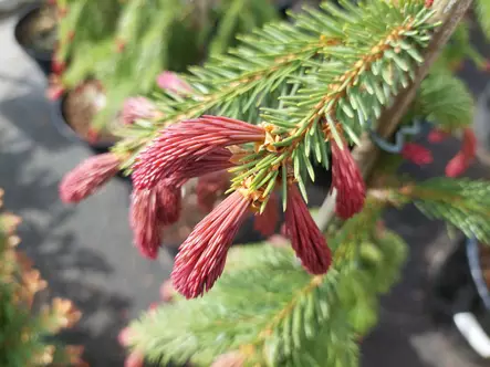 Purppurasurukuusi Punapaula - Kuuset - AB10010011992 - 5