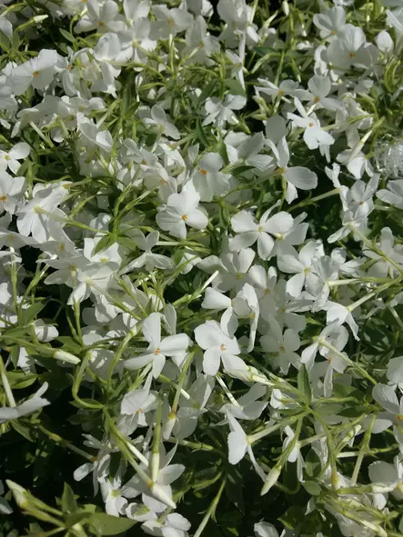 Rönsyleimu valkoinen - Perennat - 6417481276932 - 1