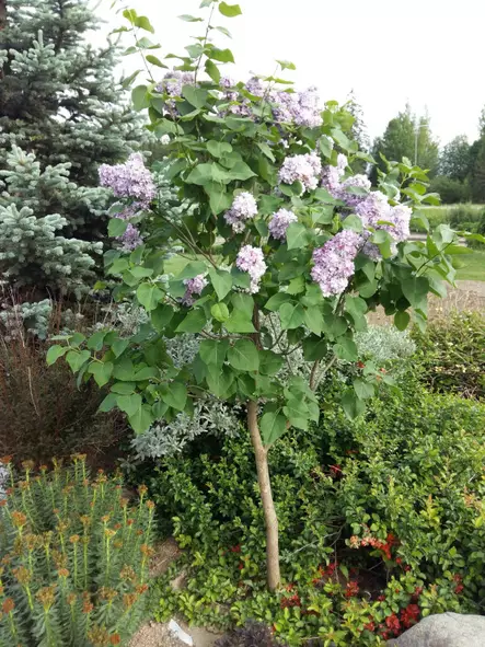 Rungollinen jalosyreeni Katherine Havemeyer - Pikkupuut / rungolliset pensaat - AB10010011932 - 10