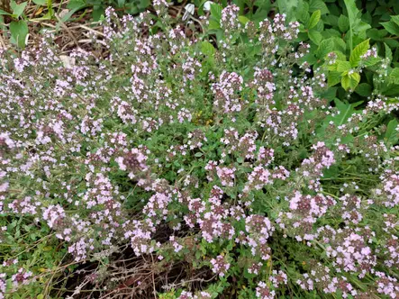 Sitruuna-ajuruoho - Perennat - 6417481243262 - 1