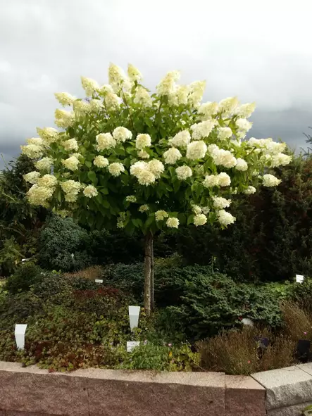 Syyshortensia Grandiflora rungollinen - Pikkupuut / rungolliset pensaat - AB10010011902 - 2