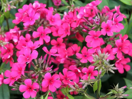 Syysleimu Early Red - Perennat - 6417481281172 - 1