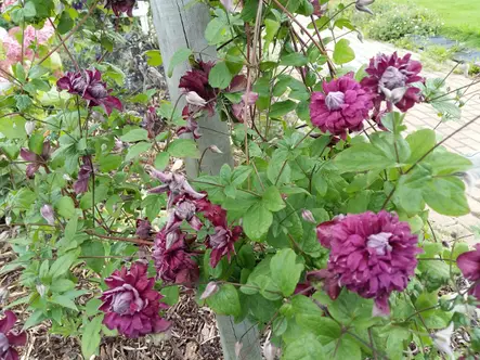 Tarhaviinikärhö Purpurea Plena Elegans - Clematikset - 3944514663252 - 1