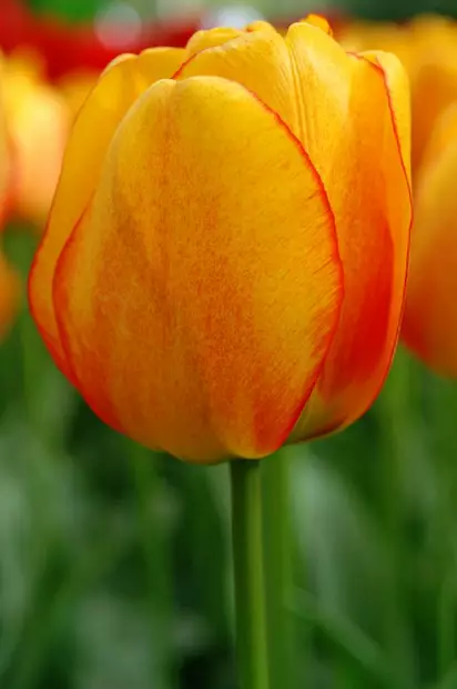 Tulppaani `Blushing Apeldoorn` - Tulppaanit - AB10010012362 - 1