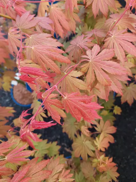 Vaahtera NORTH WIND® - Astiataimet - AB10010012292 - 1