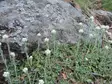 Ahokissankäpälä - Perennat - 6420613696072 - 1