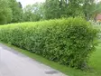 Aitaorapihlaja kesäaita - Astiataimet - AB10010010432 - 10