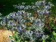 Alppipiikkiputki Blue Star - Perennat - 6430019380772 - 1