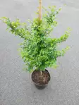 Kiinanjalava - Lehtipuut - AB10010011342 - 1