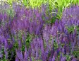 Loistosalvia Blue Queen - Perennat - 6417481274082 - 1